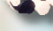 kolaj1Row9xCol2.gif